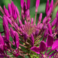 100 VIOLET QUEEN CLEOME Hassleriana Cleome Spinosa Purple Spider Flower Seeds