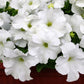 25 WHITE PETUNIA Grandiflora Flower Seeds