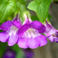 10 MIXED DRAGONSNAP VINE Asarina Scandens Climbing Snapdragon Pink Blue Red White Flower Seeds
