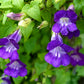 10 MIXED DRAGONSNAP VINE Asarina Scandens Climbing Snapdragon Pink Blue Red White Flower Seeds