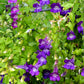 10 MIXED DRAGONSNAP VINE Asarina Scandens Climbing Snapdragon Pink Blue Red White Flower Seeds