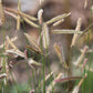 1000 BLUE GRAMA GRASS Gramma Bouteloua Gracilis Flower Mosquito Grass Seeds