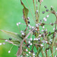 20 JOBS TEARS (Jobi / Coix / Yi Yi Ren / Junos Tears) Coix Lacryma Vegetable Seeds