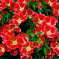 500 DOUBLE DEUCES GODETIA Grandiflora Clarkia Amoena Mixed Colors & Bicolor Flower Seeds