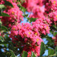 35 Dark PINK CREPE MYRTLE Lagerstroemia Indica Flowering Shrub Bush Small Tree Seeds