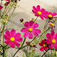 300 Wine Red TETRA VERSAILLES COSMOS Bipinnatus Hummingbird Flower Seeds