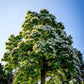 50 Flowering NORTHERN CATALPA Speciosa TREE Seeds (aka Western Catalpa or Catawba / Indian Cigar / Fish-Bait)