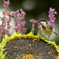 100 BLACK OIL SUNFLOWER Helianthus Annuus Yellow Hummingbird Bird Flower Seeds