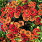 100 HELENIUM ' AUTUMN LEAVES ' Mix Helenium Autumnale Sneezeweed Mixed Colors Flower Seeds