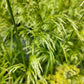 200 TUFTED HAIRGRASS Tussock Grass Deschampsia Cespitosa Moist Ornamental Native Seeds