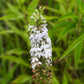 300 PALESPIKE LOBELIA Upright Light Blue Pale Spiked Spicata Flower Seeds