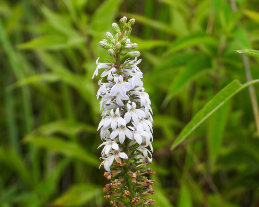 300 PALESPIKE LOBELIA Upright Light Blue Pale Spiked Spicata Flower Seeds