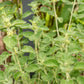 100 White HOREHOUND Marrubium Vulgare Herb Flower Seeds