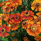 100 HELENIUM ' AUTUMN LEAVES ' Mix Helenium Autumnale Sneezeweed Mixed Colors Flower Seeds