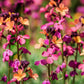 300 Mixed Colors ENGLISH Aegean WALLFLOWER Cheiranthus Cheiri Erysimum Pink Red Yellow Purple Bicolor Flower SeedsSeeds