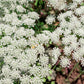 200 BISHOPS FLOWER Ammi Majus False Queen Annes Lace Seeds