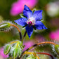 100 Blue Star BORAGE HERB Borago Officinalis Flower Seeds