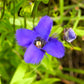 200 FRINGED GENTIAN Gentiana Crinita Gentianopsis Native Herb Blue Purple Flower Seeds