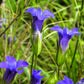 200 FRINGED GENTIAN Gentiana Crinita Gentianopsis Native Herb Blue Purple Flower Seeds
