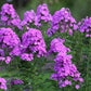 10 Tall PURPLE PHLOX Paniculata Garden Summer Native Hummingbird Flower Seeds