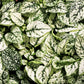 10 Dwarf WHITE POLKA DOT PLANT Splash Select Hypoestes Phyllostachya Flower Houseplant Seeds