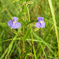 250 PURPLE MONKEY FLOWER Mimulus Ringens Seeds