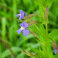 250 PURPLE MONKEY FLOWER Mimulus Ringens Seeds