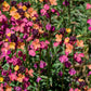 300 Mixed Colors ENGLISH Aegean WALLFLOWER Cheiranthus Cheiri Erysimum Pink Red Yellow Purple Bicolor Flower SeedsSeeds