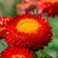 100 Red FIRE BALL STRAWFLOWER Xerochrysum Bracteatum Helichrysum Monstrosum Flower Seeds
