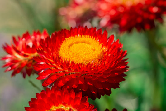 100 Red FIRE BALL STRAWFLOWER Xerochrysum Bracteatum Helichrysum Monstrosum Flower Seeds