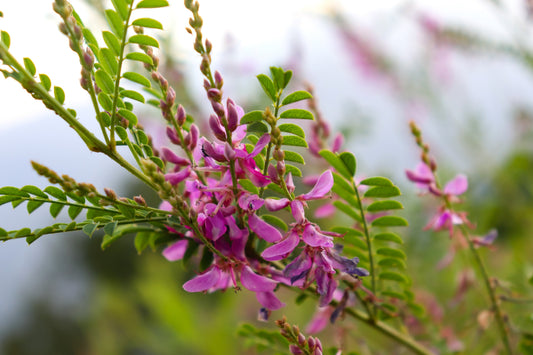 50 TRUE INDIGO Dye Indigo Indigofera Tinctoria Pink Purple Sub Shrub Flower Seeds