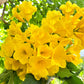 10 TECOMA STANS (Yellow Trumpetbush / Yellow Bells / Yellow Elder / Esperanza) Flower Shrub Bush Seeds