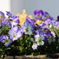 50 Light JOHNNY JUMP UP Viola Tricolor Violet Flower Seeds