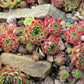 25 MIXED HENS & CHICKS Chickens Succulent (Live Forever) Sempervivum Flower Seeds