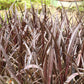 10 Purple NEW ZEALAND FLAX Phormium Tenax Purpureum Ornamental Grass Flower Seeds