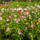 25 MIXED LUNA HIBISCUS Moscheutos Hardy Mixed Colors - Red, Hot Pink, Pink & White Swirl, and White Flower Seeds