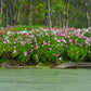 25 MIXED LUNA HIBISCUS Moscheutos Hardy Mixed Colors - Red, Hot Pink, Pink & White Swirl, and White Flower Seeds
