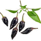 25 BLACK HUNGARIAN PEPPER Capsicum Annuum Mildly Hot Vegetable Seeds