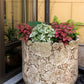 10 Dwarf Mixed Colors POLKA DOT PLANT Red Pink White Rose Splash Select Hypoestes Phyllostachya Flower Houseplant Seeds