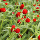 50 GLOBE AMARANTH MIX Gomphrena Globosa Mixed Colors Amaranthus Flower Seeds