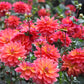 50 EARLY BIRD DAHLIA Mixed Colors Flower Seeds