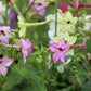 100 Heirloom MIXED COLORS NICOTIANA (Ornamental Flowering Tobacco) Nicotiana Alata Flower Seeds
