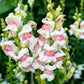 500 APPLE BLOSSOM SNAPDRAGON Antirrhinum Majus Appleblossom Pink Coral White Yellow Flower Seeds