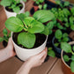 2000 CANTON PAK CHOI (Bok Choy / Chinese Cabbage) Brassica Rapa Chinensis Vegetable Seeds