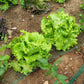 3000 Black Seeded Simpson LEAF LETTUCE Lactuca Sativa Vegetable Seeds