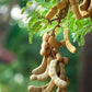 5 TAMARIND FRUIT TREE Tamarindus Indica Bean Pod Legume Seeds