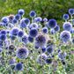 25 Blue GLOBE THISTLE Echinops Ritro Southern Globethistle Pollinator Flower Seeds