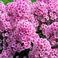 10 TALL GARDEN PHLOX Paniculata Mixed Colors 'New Hybrids Mix' Flower Seeds
