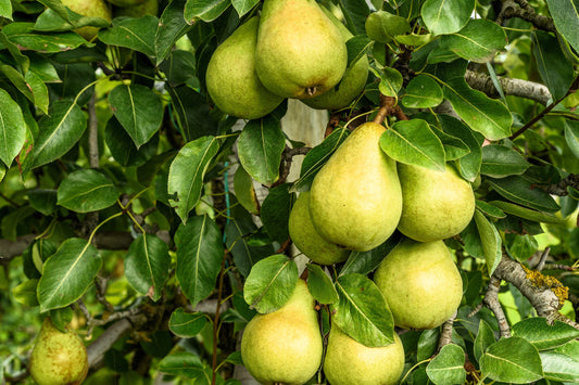 25 EUROPEAN PEAR TREE Pyrus Communis Fruit Seeds - White Flowers / Green Fruit