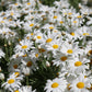1000 DWARF White SHASTA DAISY Chrysanthemum Maximum Flower Seeds
